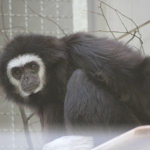 White-handed Gibbon (Hylobates lar)