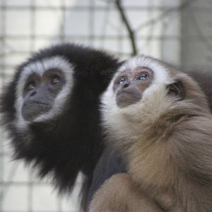 White-handed Gibbon (Hylobates lar)