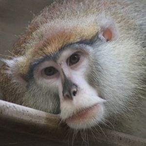 Patas Monkey (Erythrocebus patas)