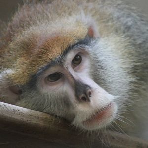 Patas Monkey (Erythrocebus patas)