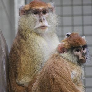 Patas Monkey (Erythrocebus patas)