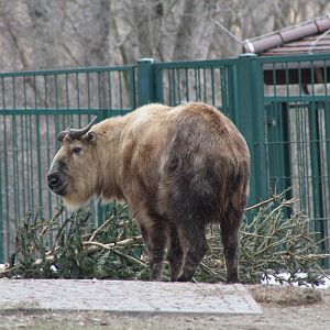 Sichuan Takin (Budorcas taxicolor tibetana)