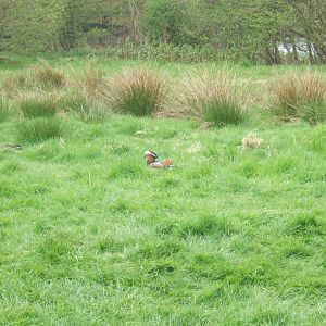 Wild Mandarin Duck in reserve