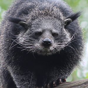 binturong
