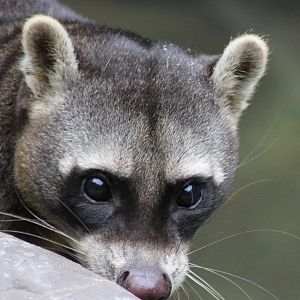 Close-up Crab-eating raccoon
