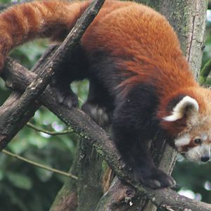 Red panda