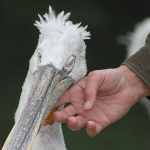 Dalmatic pelican and me