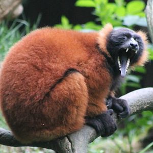 Red ruffted lemur