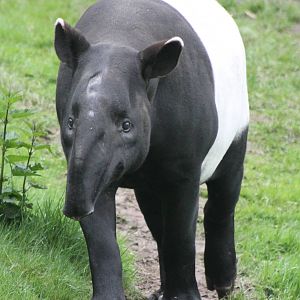 Malayan tapir
