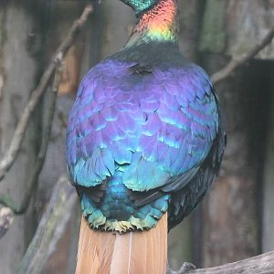 Himalayan monal male