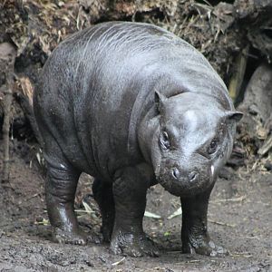 baby dwarf hippo