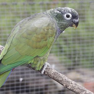 Scaly-headed Parrot (Pionus maximiliani)