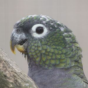 Scaly-headed Parrot (Pionus maximiliani) portrait