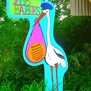 May 2013 - Africa - Zoo Babies - Cheetah