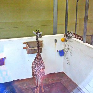 May 2013 - Africa - Giraffe Ridge - CeCe + Jambo