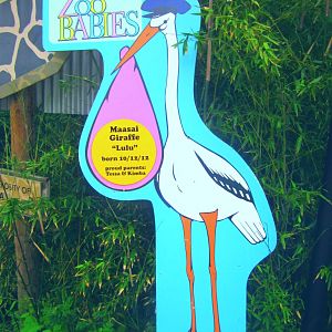 May 2013 - Africa - Zoo Babies - Masai Giraffe