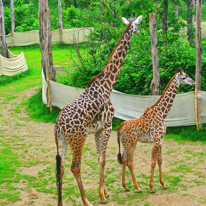 May 2013 - Africa - Giraffe Ridge - Tessa + Lulu