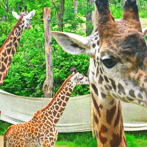 May 2013 - Africa - Giraffe Ridge - Tessa + Lulu + Kimba