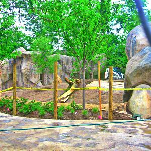 May 2013 - Africa - Future African Lion Exhibit