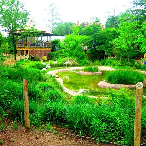 May 2013 - Africa - Giraffe Ridge - Greater Flamingo Exhibt