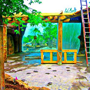 May 2013 - Africa - Future African Lion Exhibit Viewing