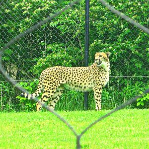 May 2013 - Africa - Cheetah Encounter - Cheetah