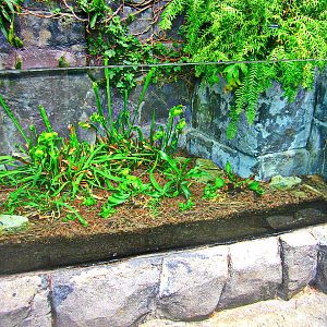 May 2013 - Discovery Forest - Carnivorous Plant Exhibit