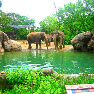 May 2013 - Elephant Reserve - Indian Elephant Exhibit Pool Area