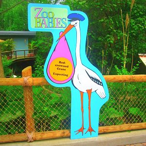 May 2013 - Crane Island - Zoo Babies - Red-crowned Crane