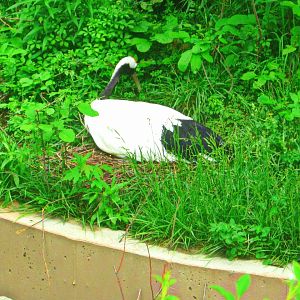 May 2013 - Crane Island - Red-crowned Crane Sitting on Eggs