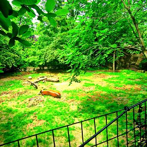 May 2013 - Wildlife Canyon - Red River Hog Exhibit