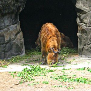 May 2013 - Wildlife Canyon - Sichuan Takin