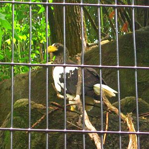 May 2013 - Eagle Eyrie - Stellar's Sea Eagle