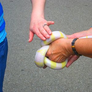 May 2013 - California Kingsnake Presentation
