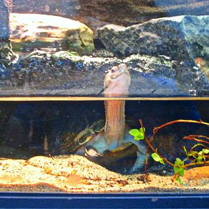 May 2013 - Reptile House - Yellow Pond Turtle