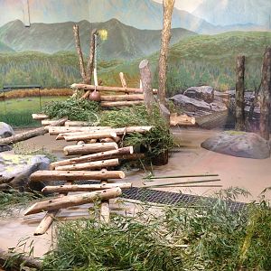 Main Indoor Panda Exhibit