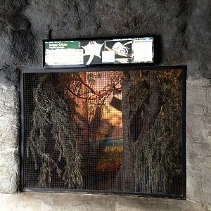 Sugar Glider Exhibit