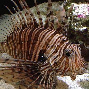 Lionfish