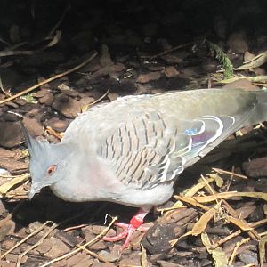 Crested Pigeon