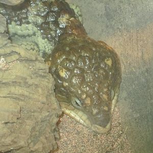 Shingleback Skink