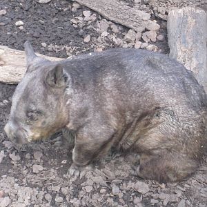 Southern Hairy Nosed Wombat