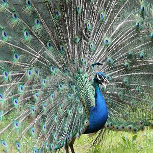 Blue peacock male