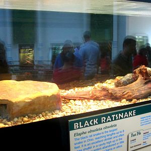 May 2013 - Reptile House - Black Rat Snake Exhibit
