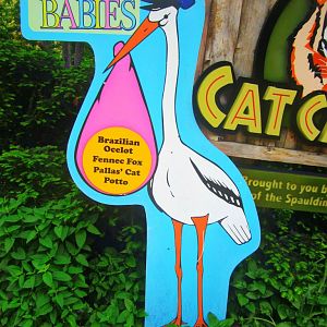 May 2013 - Night Hunters - Zoo Babies - Ocelot + Pallas Cat + Fennec Fox +