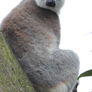 Ring-tailed lemur with baby