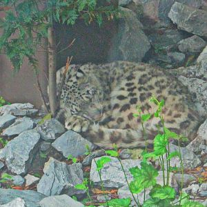 May 2013 - Cat Canyon - Snow Leopard