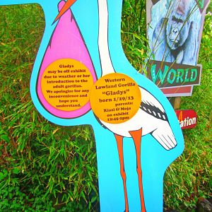 May 2013 - Gorilla World - Zoo Babies - Gladys