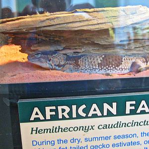 May 2013 - Reptile House - African Fat-tailed Gecko