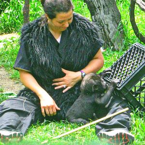 May 2013 - Gorilla World - Baby Gladys