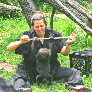 May 2013 - Gorilla World - Baby Gladys